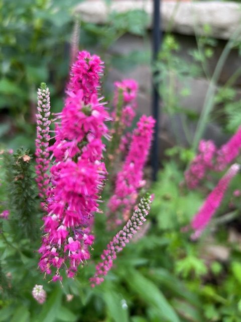 The Root, Volume 4, Issue 5: Why Mattering Matters